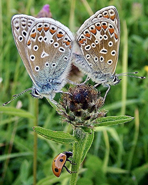 common blue